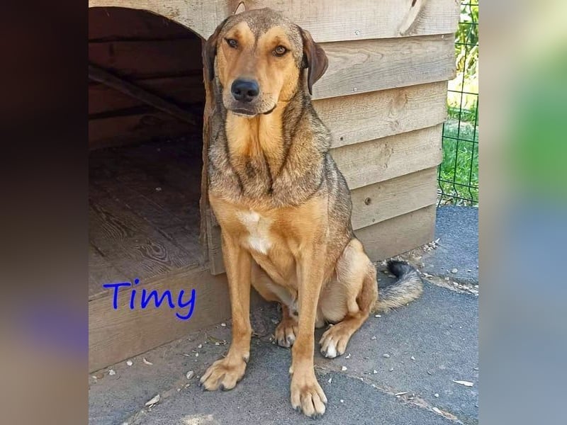 Timy geb. 04/2020 (GRC) - ruhiger und verträglicher Rüde sucht ein entspanntes Zuhause!