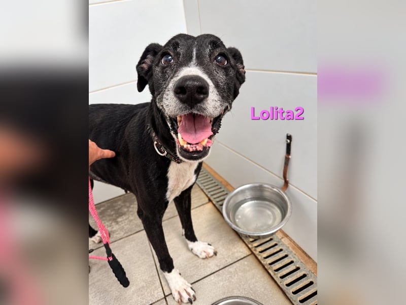 Lolita2 geb. 10/2018 (ESP) - eine unserer emotionalsten Rettungen!