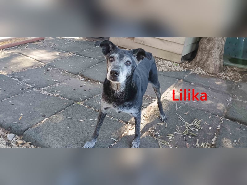 Lilika geb. 06/2016 (GRC) - sensilbe Hündin sucht geduldige Menschen und ein sicheres Zuhause!