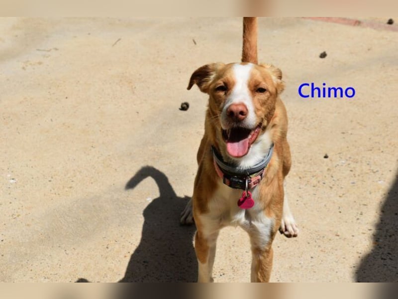 Chimo geb. 08/2024 (ESP) - verspielter Hundepartner sucht seine Familie!
