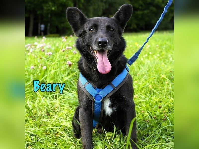 Beary geb. 01/2020 - sanfter und ruhiger kleiner Schatz sucht ruhiges Zuhause!