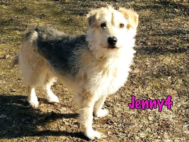 Jenny4 geb. 01/2018 - bezaubernde und super liebe, kleine Wuschelhündin!