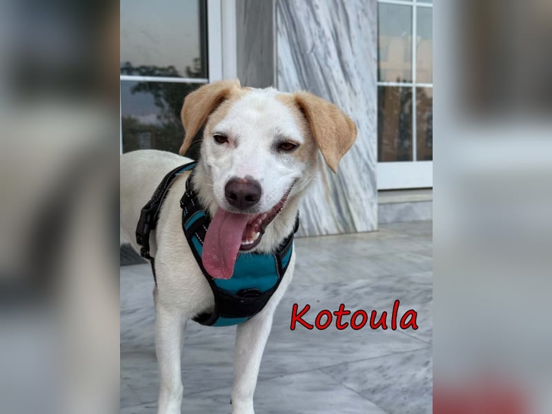 Kotoula geb. 10/2025 (GRC) - verträgliches Hundemädchen sucht ihre eigene Familie!