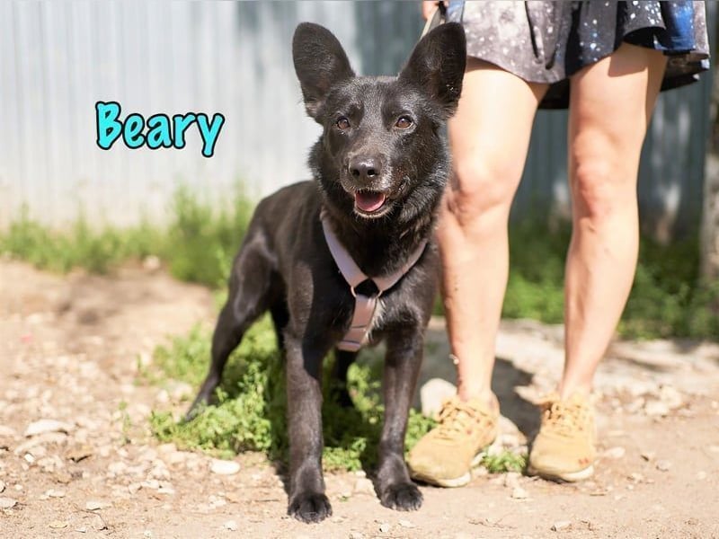 Beary geb. 01/2020 - sanfter und ruhiger kleiner Schatz sucht ruhiges Zuhause!