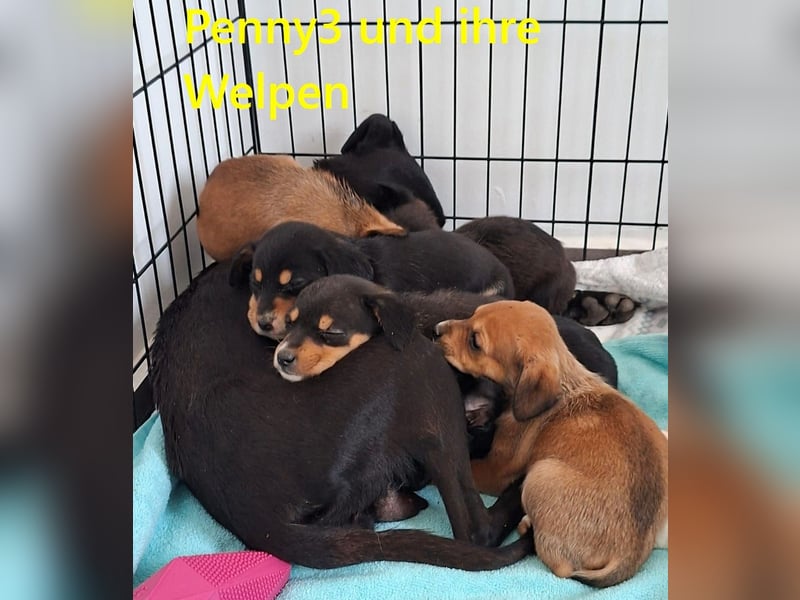 Ella2 geb. 09/2025 (GRC) - bezaubernde, liebe Welpin!