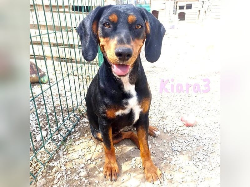 Kiara3 geb. 03/2022 (GRC) - verspielte und verschmuste, bildhübsche junge Hündin!