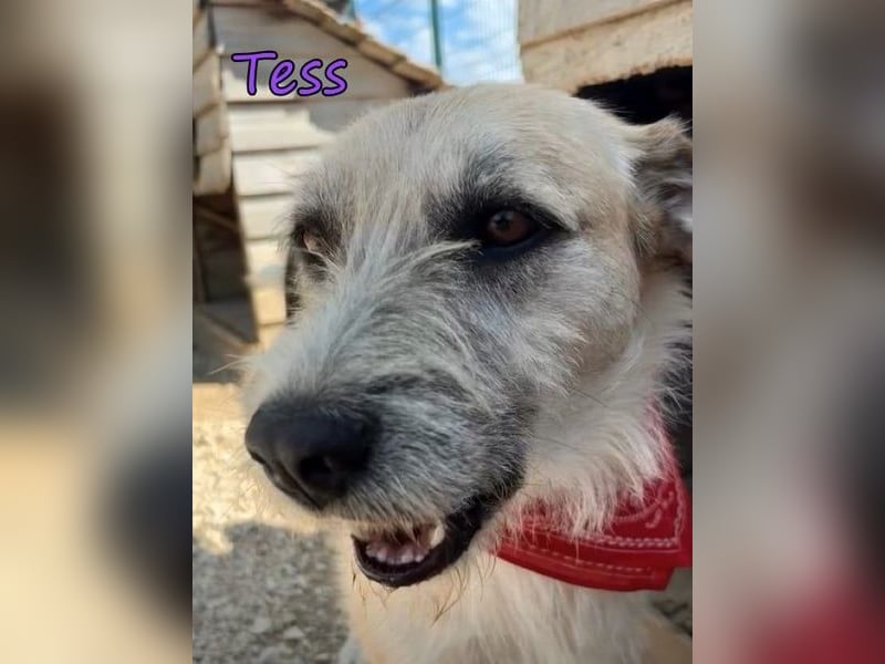 Tess geb. 12/2023 (GRC) - liebe und soziale Junghündin sucht ebensolche Menschen!