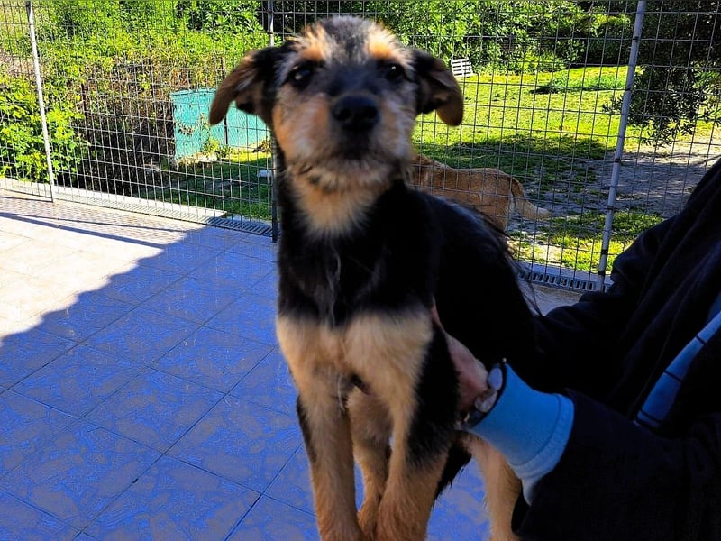 Cleo2 geb. 01/2025 (GRC) - süße und neugierige, kleine Welpin!