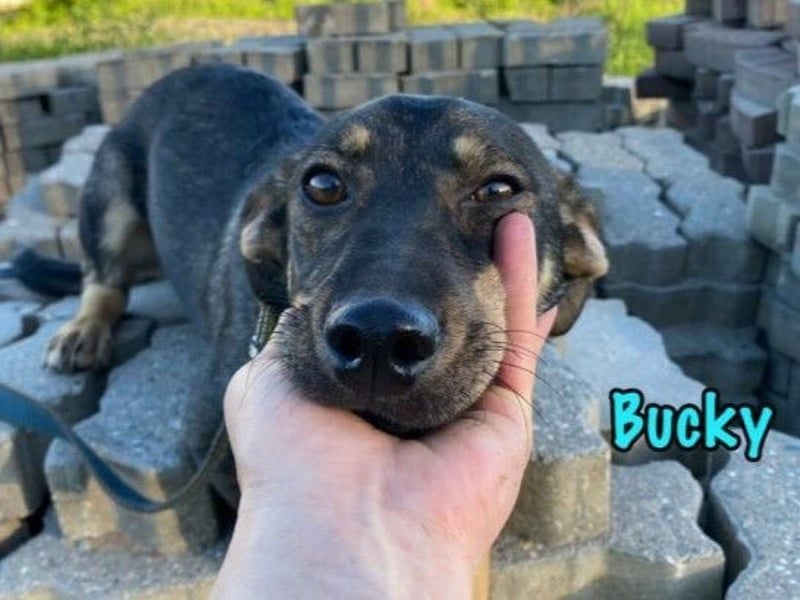 Bucky geb. 12/2021 - lustiger, aktiver und verspielter Outdoor-Begleiter!