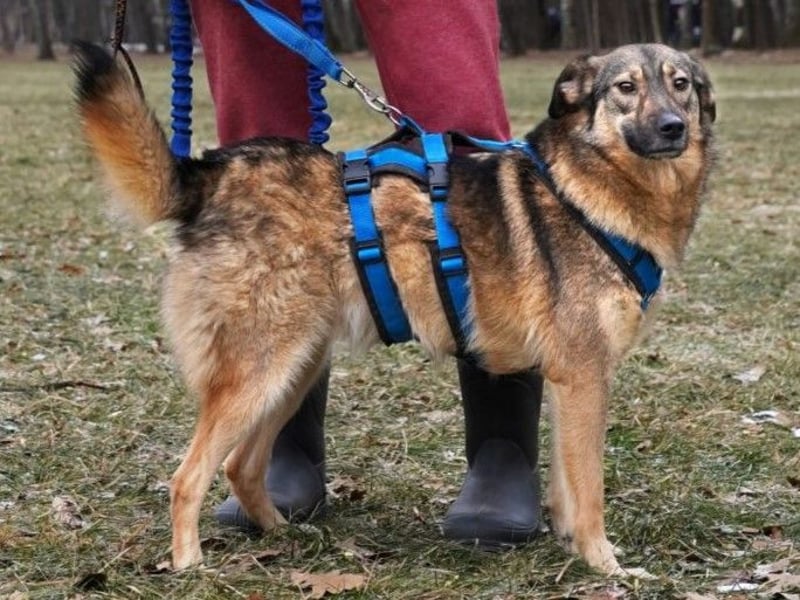 Lyalya1 geb. 06/2022 - zuneigungsvolle Hündin mit einer ganz besonderen Ausstrahlung!