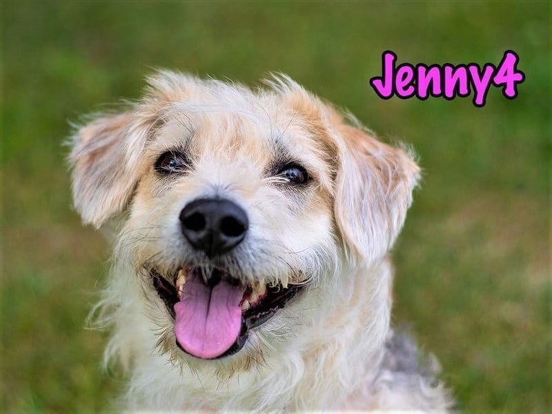 Jenny4 geb. 01/2018 - bezaubernde und super liebe, kleine Wuschelhündin!