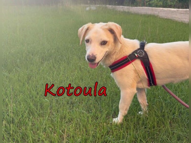 Kotoula geb. 10/2025 (GRC) - verträgliches Hundemädchen sucht ihre eigene Familie!
