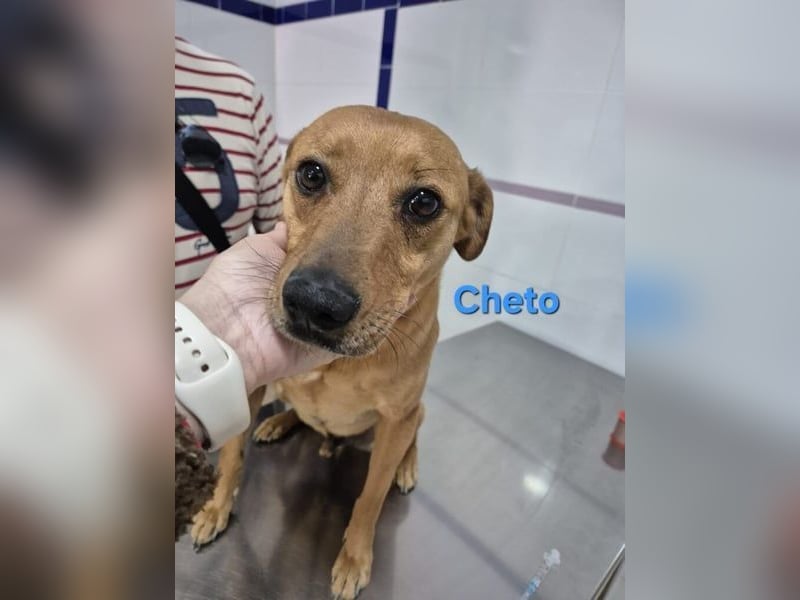 Cheto geb. 02/2020 (ESP) - treuer Hundepartner sucht seine zweite Chance!