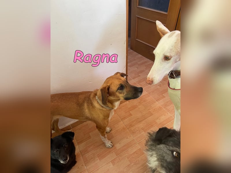 Ragna geb. 01/2025 (ESP) - bildhübsche und gutgelaunte Junghündin auf der Suche!