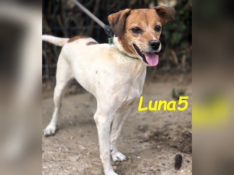 Luna5 geb. 06/2017 (ESP) - liebevolle und aufgeschlossene Hündin!