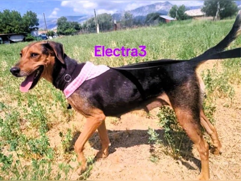 Electra2 geb. 02/2023 (GRC) - ruhige, vertrauensvolle, soziale und liebe Hündin!