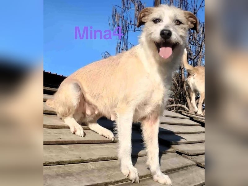 Mina4 geb. 10/2022 (GRC) - sonnige und freundliche Wuschelhündin sucht ihr Körbchen!