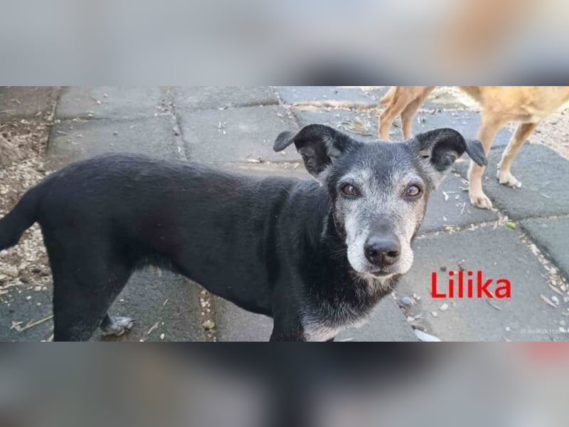 Lilika geb. 06/2016 (GRC) - sensilbe Hündin sucht geduldige Menschen und ein sicheres Zuhause!