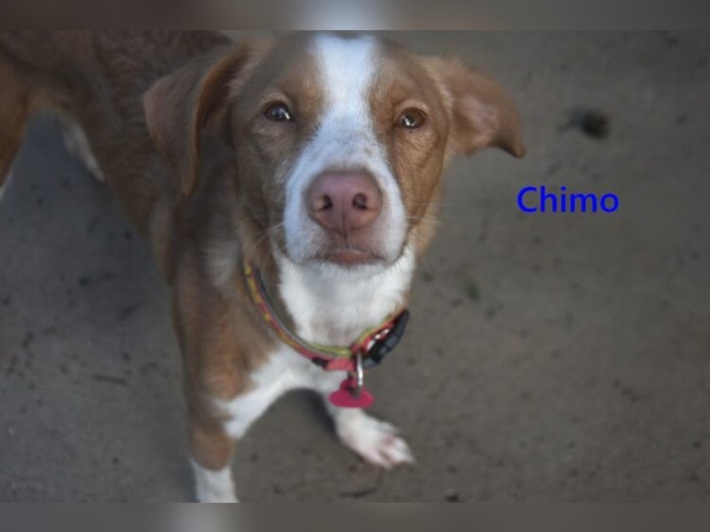 Chimo geb. 08/2024 (ESP) - verspielter Hundepartner sucht seine Familie!