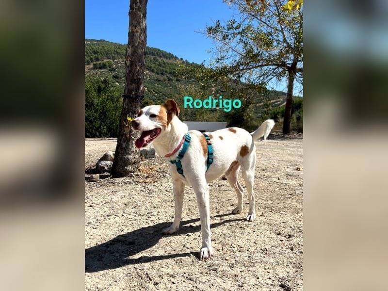 Rodrigo geb. 08/2021 (ESP) - gutmütiger und fröhlicher Hundepartner!