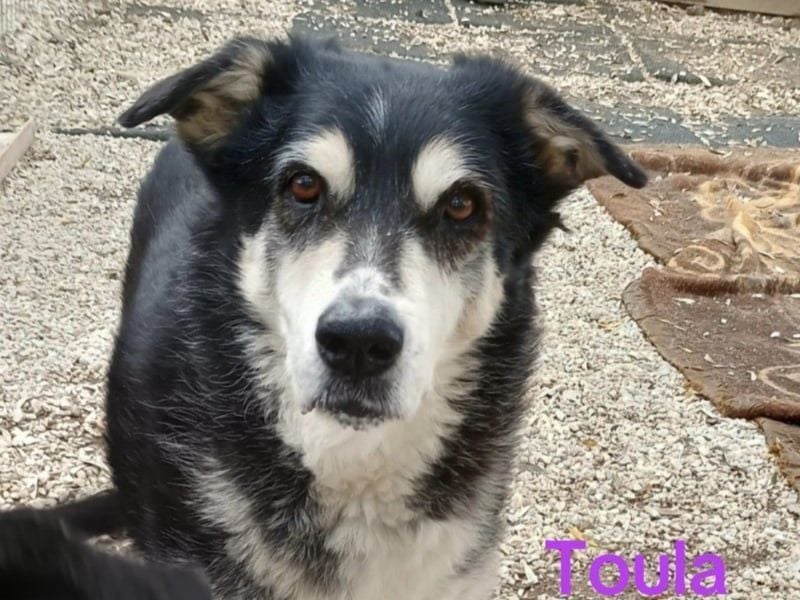 Toula geb. 04/2015 (GRC) - ausgeglichene, liebe Hündin liebevolles Zuhause!