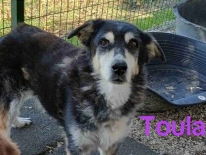 Toula geb. 04/2015 (GRC) - ausgeglichene, liebe Hündin liebevolles Zuhause!