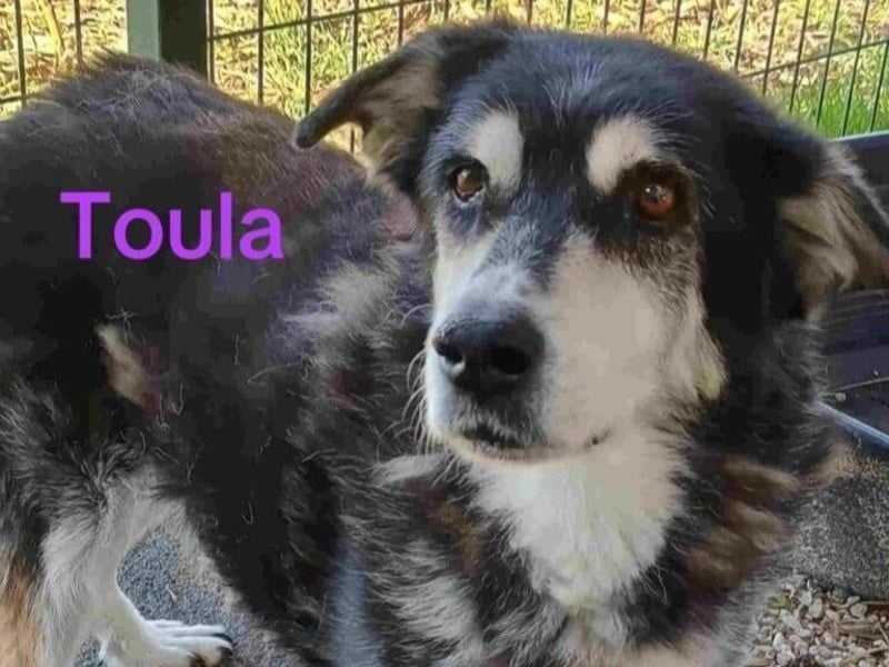 Toula geb. 04/2015 (GRC) - ausgeglichene, liebe Hündin liebevolles Zuhause!