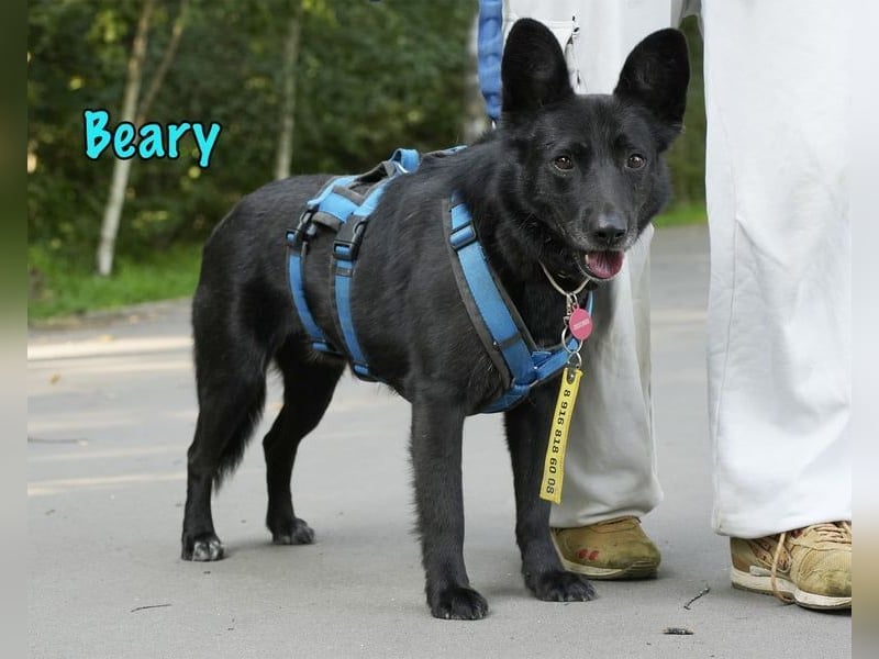 Beary geb. 01/2020 - sanfter und ruhiger kleiner Schatz sucht ruhiges Zuhause!