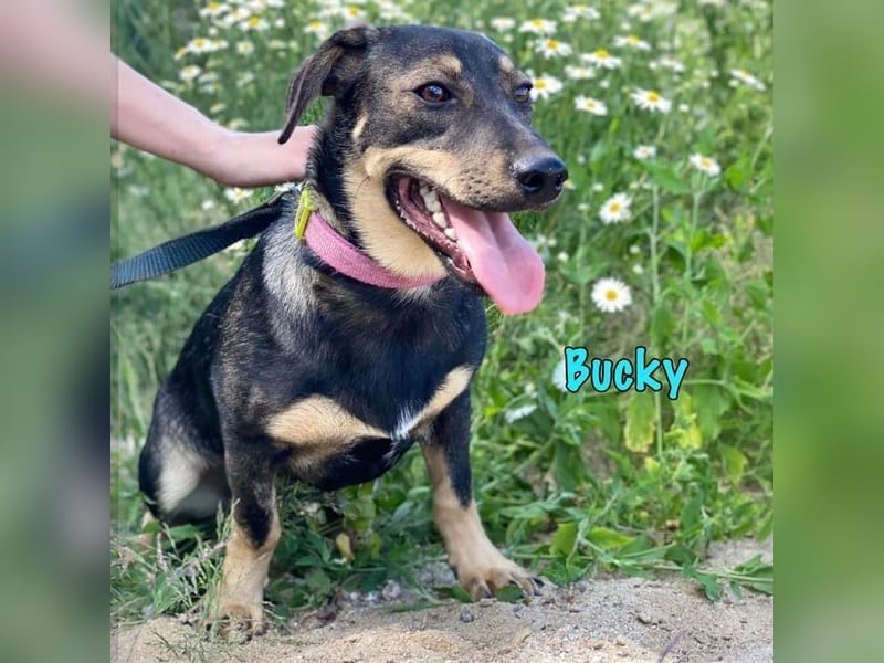 Bucky geb. 12/2021 - lustiger, aktiver und verspielter Outdoor-Begleiter!