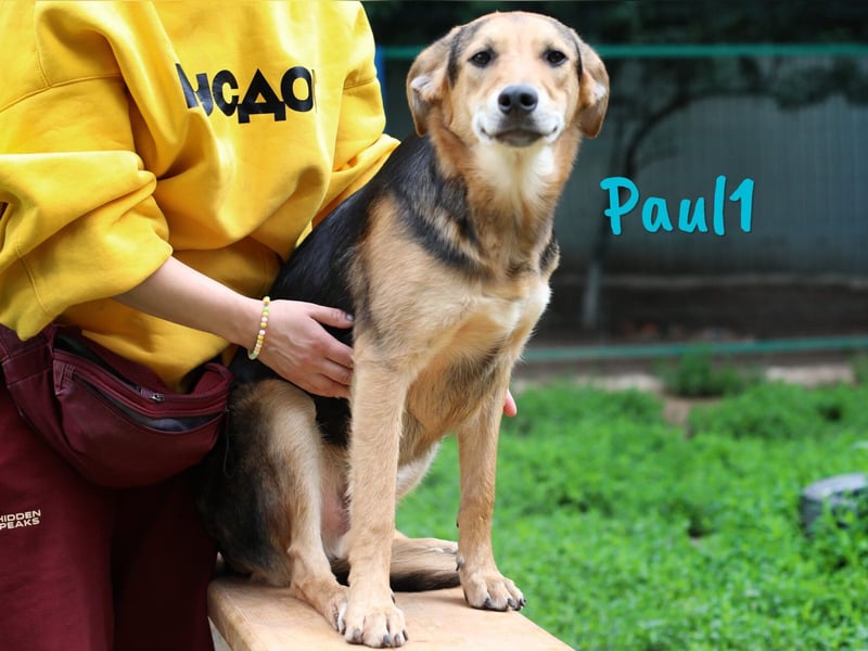 Paul1 geb. 04/2024 - verspielter, menschenbezogener und fröhlicher Junghund!