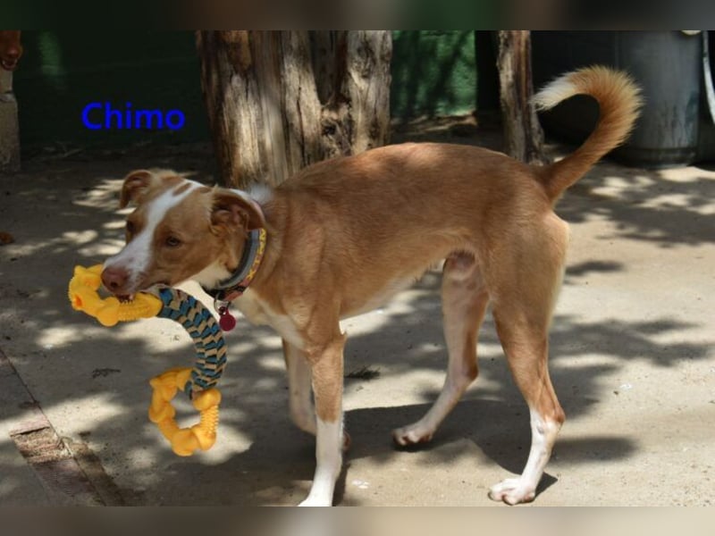 Chimo geb. 08/2024 (ESP) - verspielter Hundepartner sucht seine Familie!