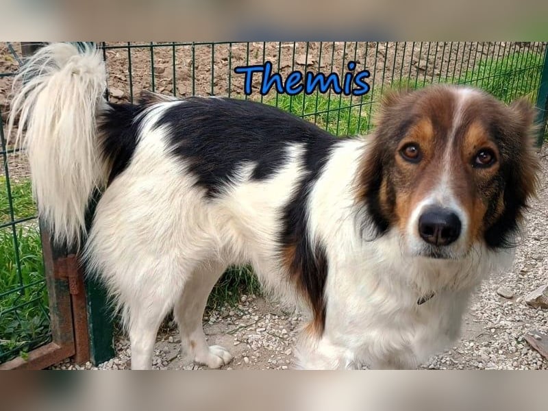 Themis geb. 03/2021 (GRC) - fröhlicher und neugieriger Rüde, ein kleiner Freigeist!