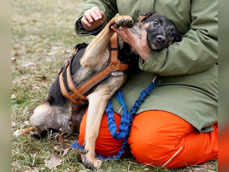 Enzo2 geb. 04/2024 - liebevoller, geselliger und verträglicher Junghund!