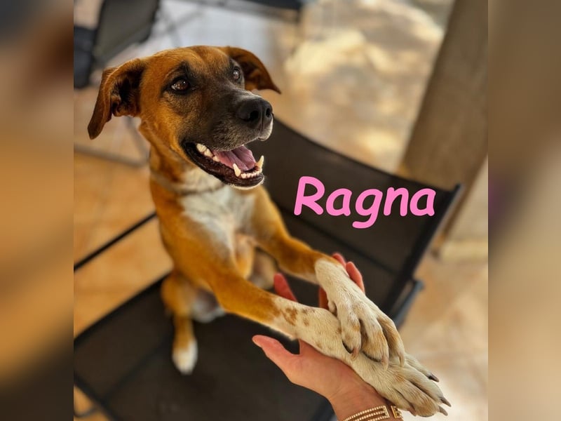 Ragna geb. 01/2025 (ESP) - bildhübsche und gutgelaunte Junghündin auf der Suche!