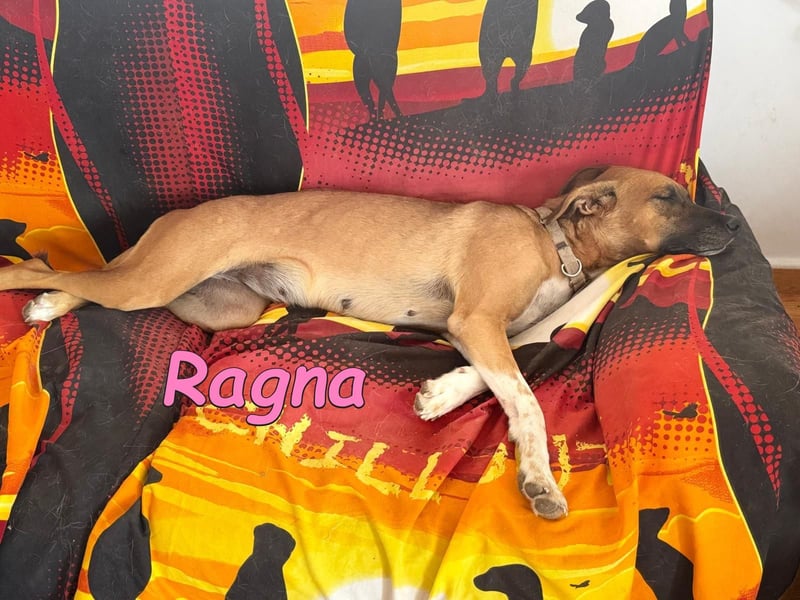 Ragna geb. 01/2025 (ESP) - bildhübsche und gutgelaunte Junghündin auf der Suche!