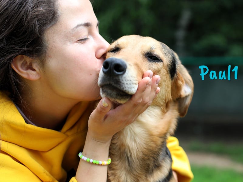 Paul1 geb. 04/2024 - verspielter, menschenbezogener und fröhlicher Junghund!