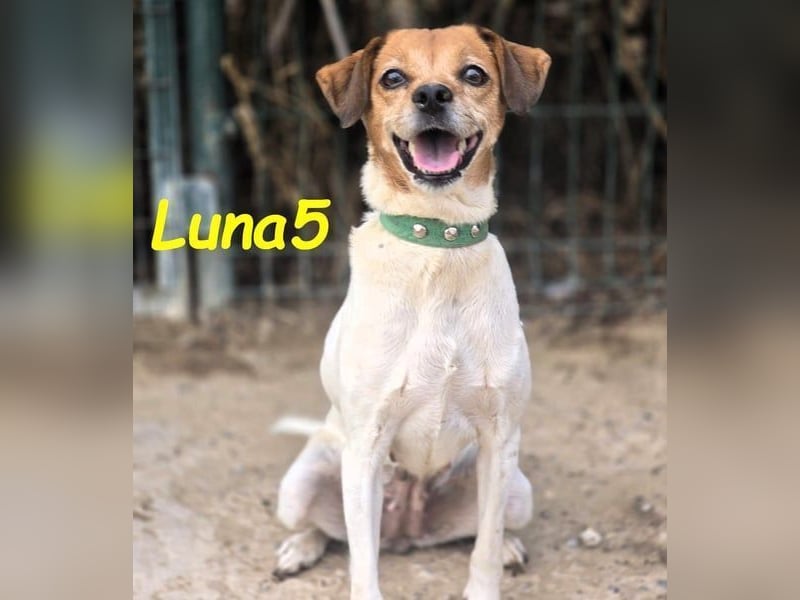 Luna5 geb. 06/2017 (ESP) - liebevolle und aufgeschlossene Hündin!