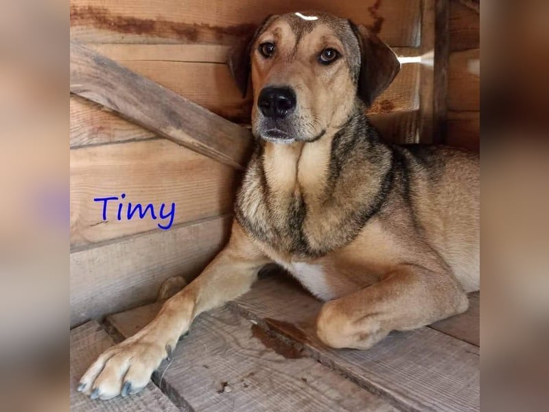 Timy geb. 04/2020 (GRC) - ruhiger und verträglicher Rüde sucht ein entspanntes Zuhause!
