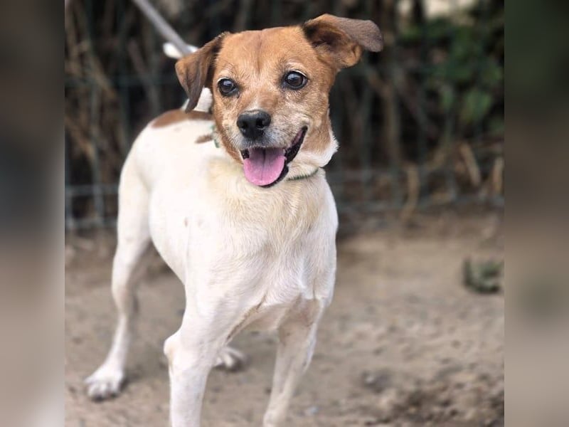 Luna5 geb. 06/2017 (ESP) - liebevolle und aufgeschlossene Hündin!