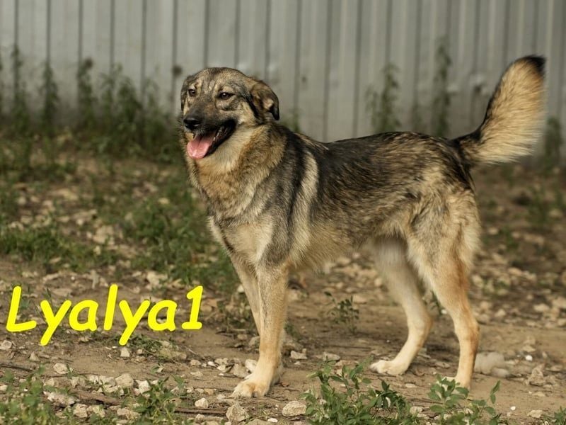 Lyalya1 geb. 06/2022 - zuneigungsvolle Hündin mit einer ganz besonderen Ausstrahlung!