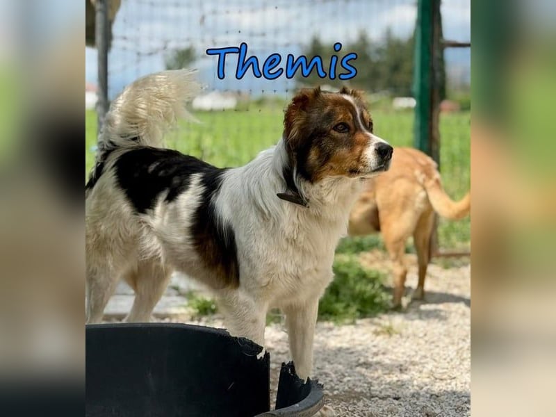Themis geb. 03/2021 (GRC) - fröhlicher und neugieriger Rüde, ein kleiner Freigeist!