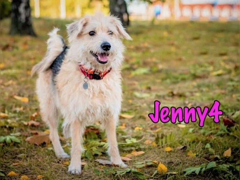 Jenny4 geb. 01/2018 - bezaubernde und super liebe, kleine Wuschelhündin!
