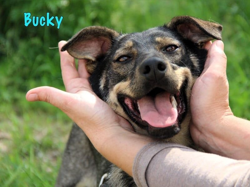 Bucky geb. 12/2021 - lustiger, aktiver und verspielter Outdoor-Begleiter!