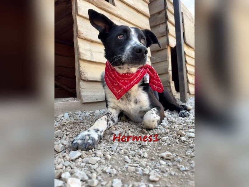 Hermes1 geb. 04/2023 (GRC) - lieber und sozialer Hundemann sucht Körbchen!
