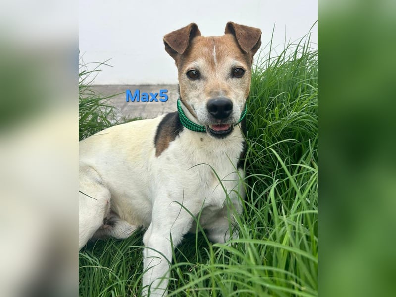 Max5 geb. 04/2022 (ESP) - liebevoller Hundemann verdient seine Chance!