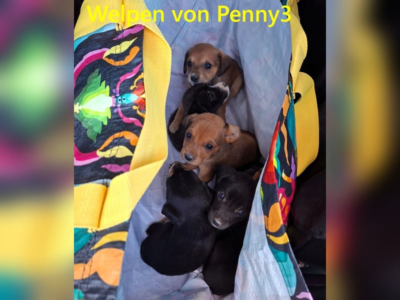 Ella2 geb. 09/2025 (GRC) - bezaubernde, liebe Welpin!