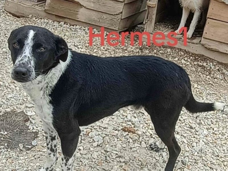 Hermes1 geb. 04/2023 (GRC) - lieber und sozialer Hundemann sucht Körbchen!