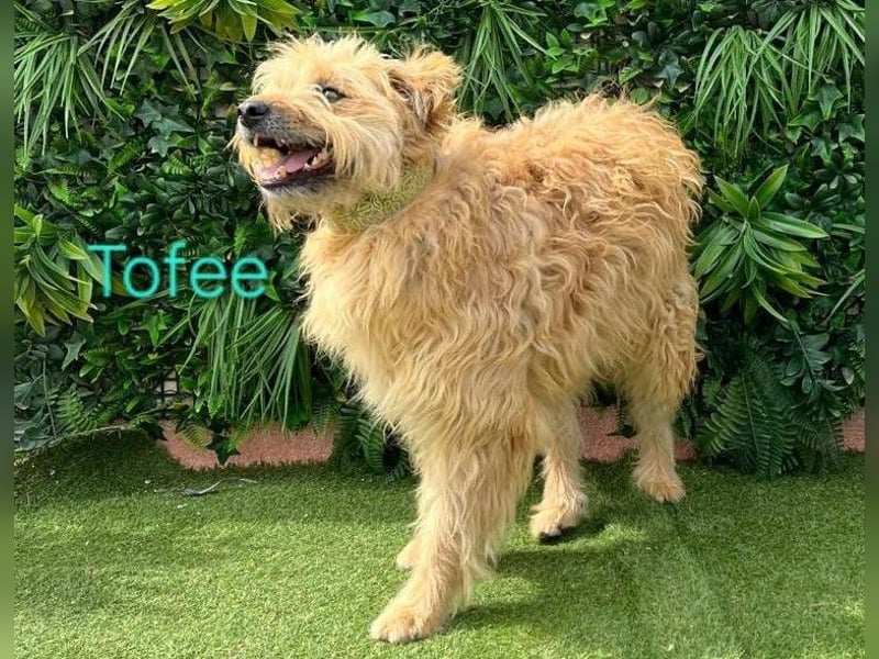Tofee geb. 01/2023 (ESP) - sympathischer und liebevoller Wuschel! Tofee geb. 01/2023 (ESP) - sympathischer und liebevoller Wuschel!