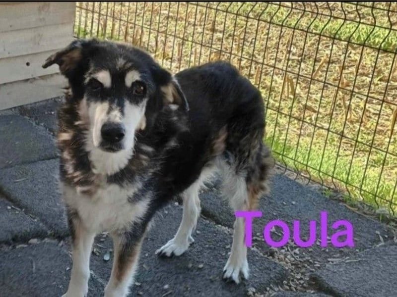 Toula geb. 04/2015 (GRC) - ausgeglichene, liebe Hündin liebevolles Zuhause!