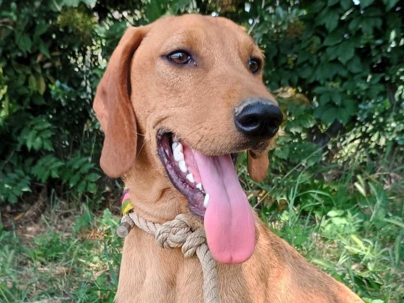 Pluto2 geb. 10/2024 (GRC) - sportlicher, verspielter und fröhlicher Junghund!